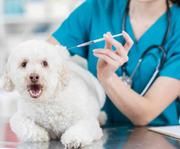 dog vaccinations in Huntsville
