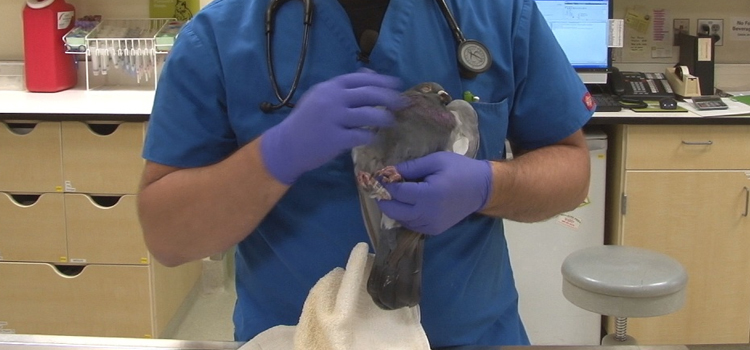 bird regular veterinary clinic in Chelsea dispensary