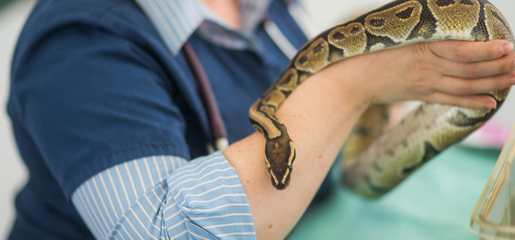  vet care for reptiles procedure in North Hartland