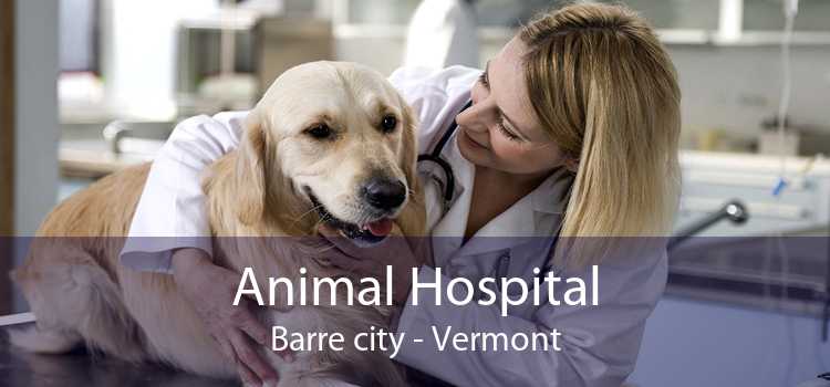 Animal Hospital Barre city - Vermont