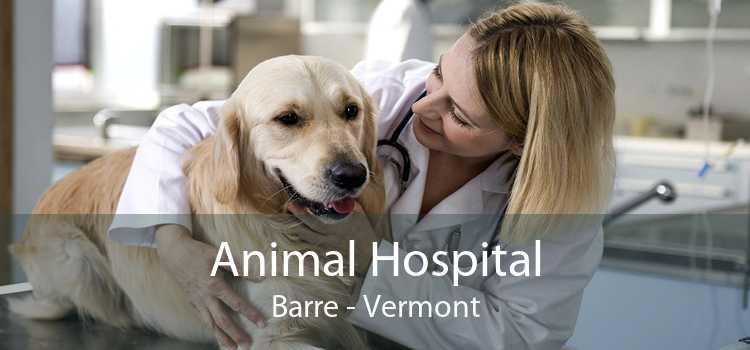 Animal Hospital Barre - Vermont