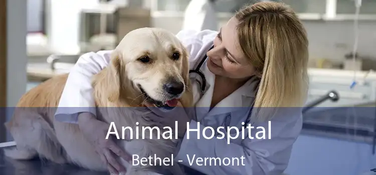 Animal Hospital Bethel - Vermont