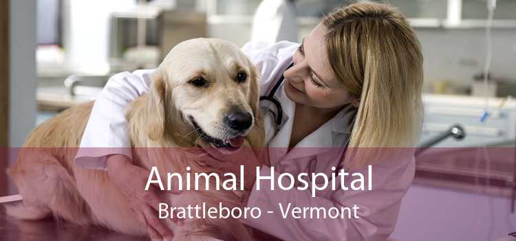 Animal Hospital Brattleboro - Vermont