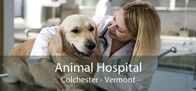 Animal Hospital Colchester - Vermont