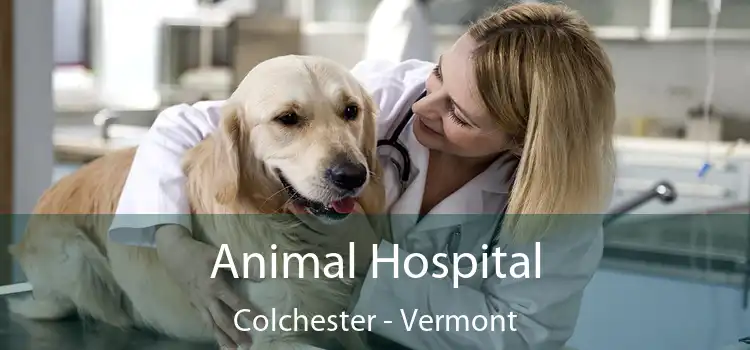 Animal Hospital Colchester - Vermont
