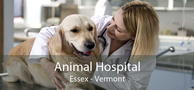 Animal Hospital Essex - Vermont