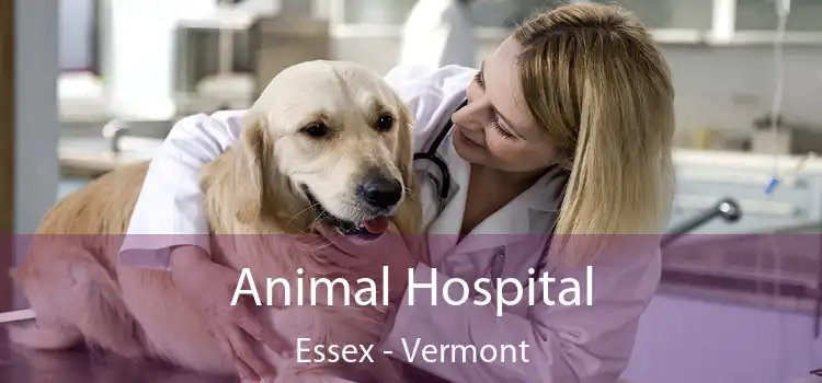 Animal Hospital Essex - Vermont