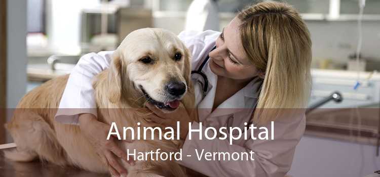 Animal Hospital Hartford - Vermont
