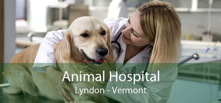 Animal Hospital Lyndon - Vermont
