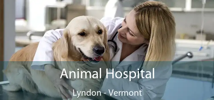 Animal Hospital Lyndon - Vermont
