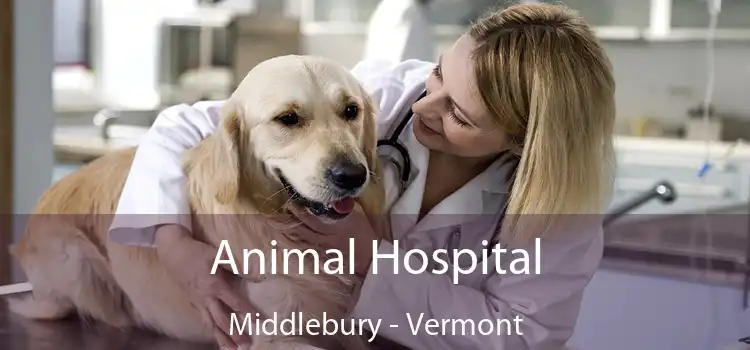 Animal Hospital Middlebury - Vermont