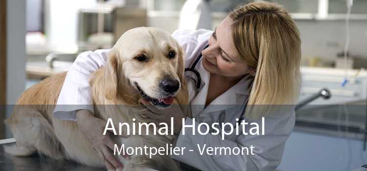 Animal Hospital Montpelier - Vermont