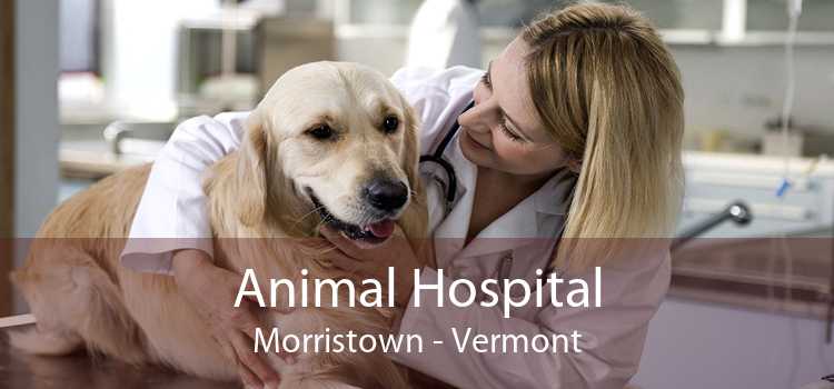 Animal Hospital Morristown - Vermont