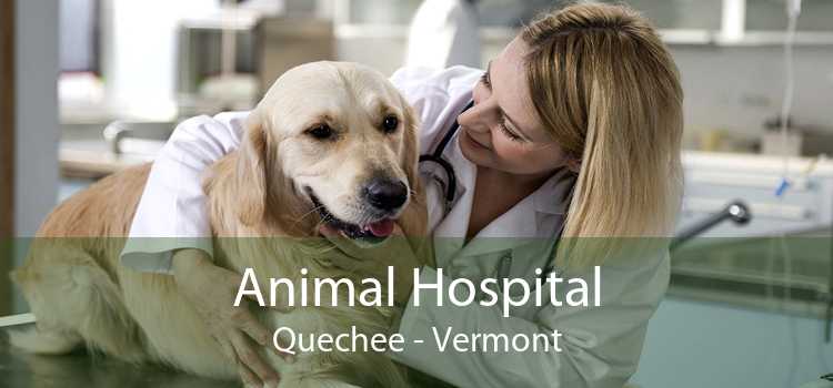Animal Hospital Quechee - Vermont
