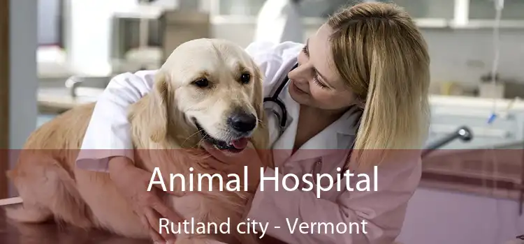 Animal Hospital Rutland city - Vermont