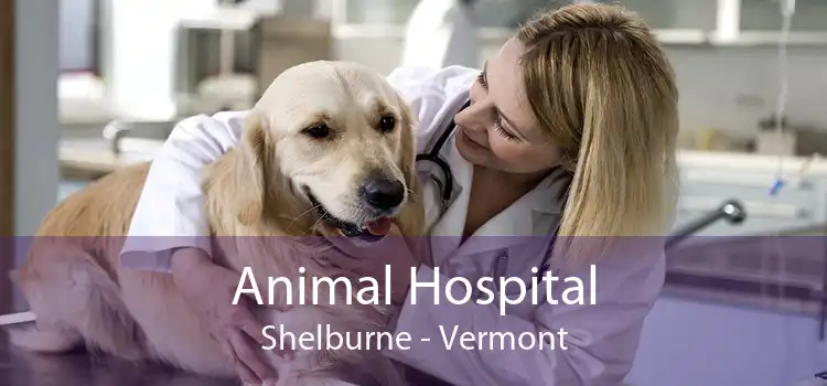 Animal Hospital Shelburne - Vermont