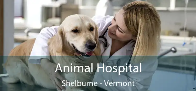 Animal Hospital Shelburne - Vermont