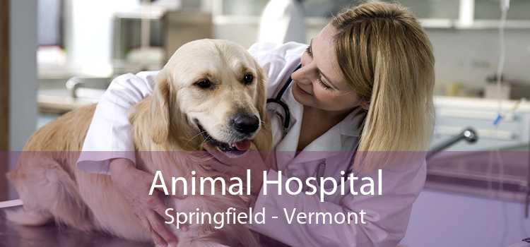 Animal Hospital Springfield - Vermont
