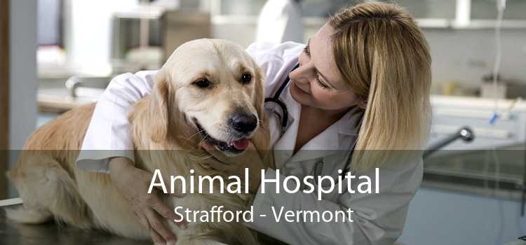 Animal Hospital Strafford - Vermont