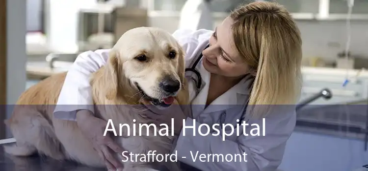 Animal Hospital Strafford - Vermont