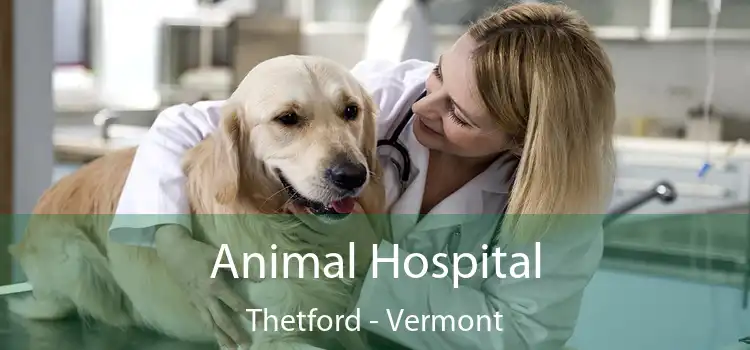 Animal Hospital Thetford - Vermont