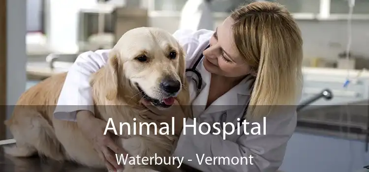 Animal Hospital Waterbury - Vermont