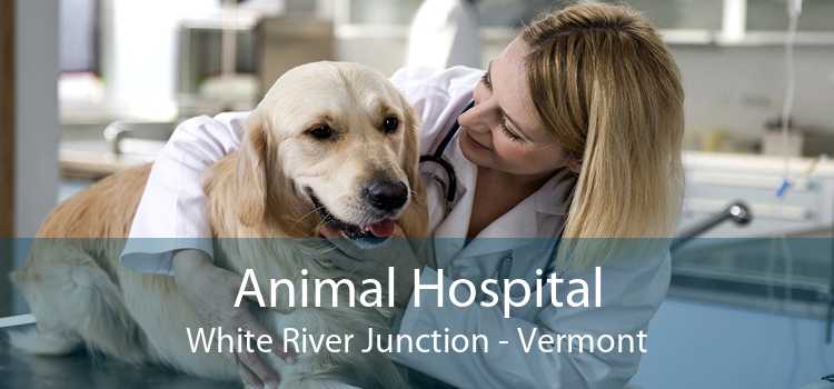 Animal Hospital White River Junction - Vermont