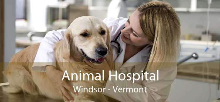 Animal Hospital Windsor - Vermont