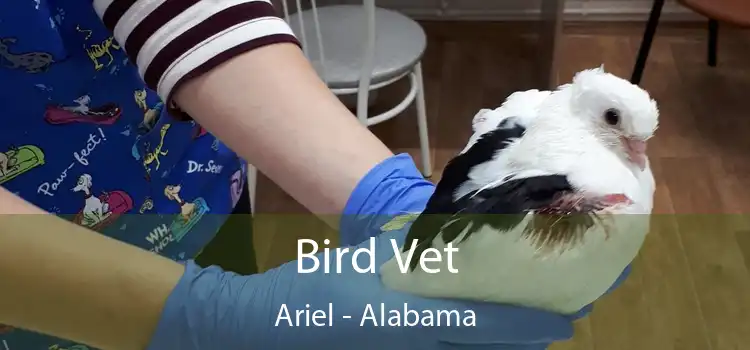 Bird Vet Ariel - Alabama