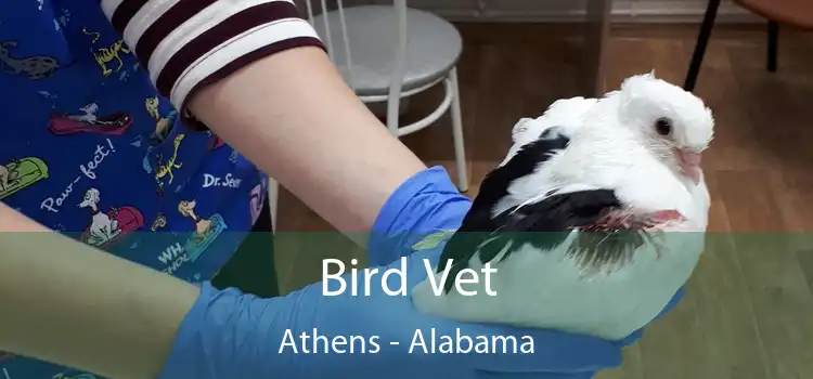 Bird Vet Athens - Alabama