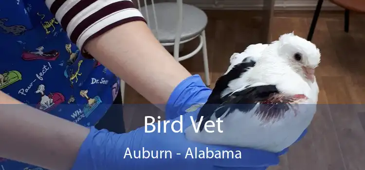 Bird Vet Auburn - Alabama