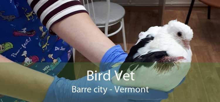 Bird Vet Barre city - Vermont
