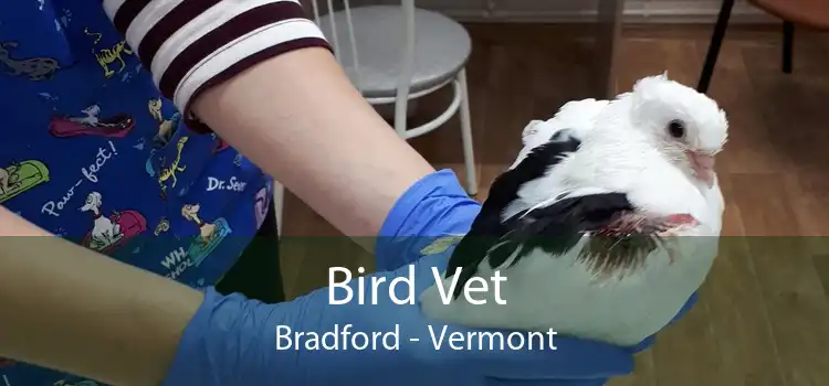 Bird Vet Bradford - Vermont