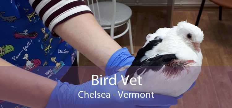Bird Vet Chelsea - Vermont