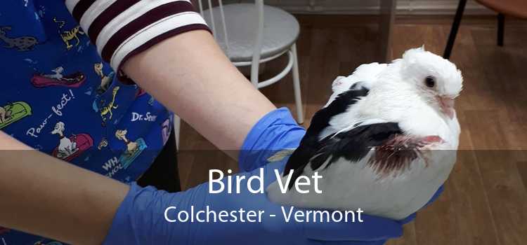 Bird Vet Colchester - Vermont