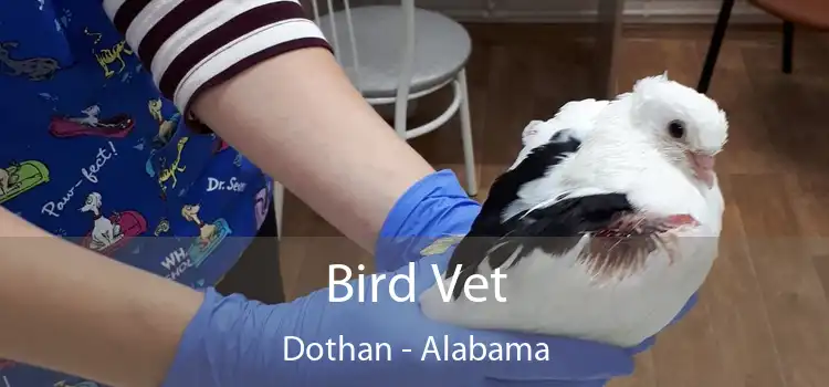 Bird Vet Dothan - Alabama