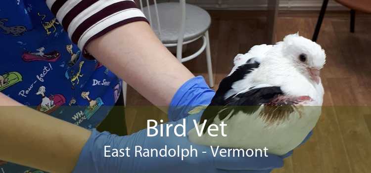 Bird Vet East Randolph - Vermont