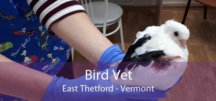 Bird Vet East Thetford - Vermont
