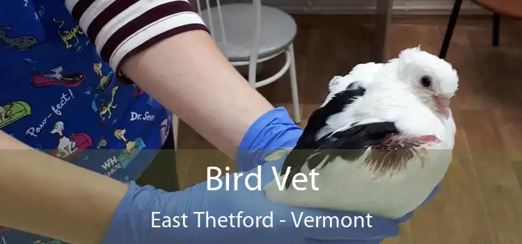 Bird Vet East Thetford - Vermont