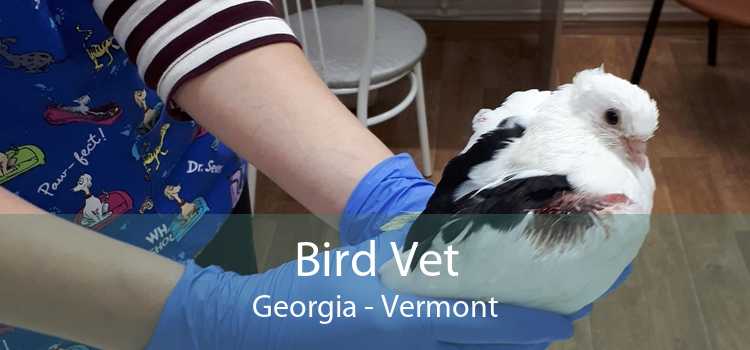 Bird Vet Georgia - Vermont