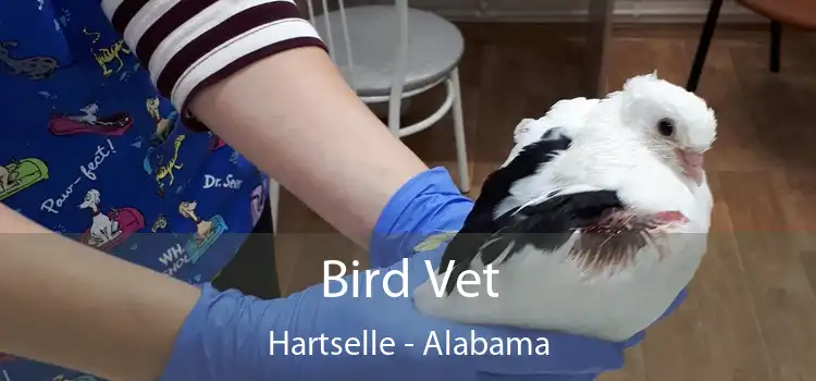 Bird Vet Hartselle - Alabama