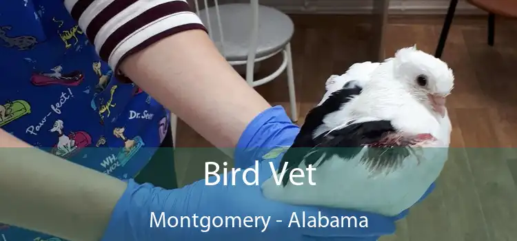 Bird Vet Montgomery - Alabama