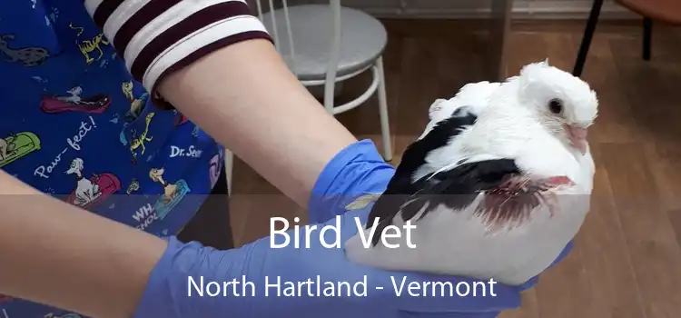 Bird Vet North Hartland - Vermont