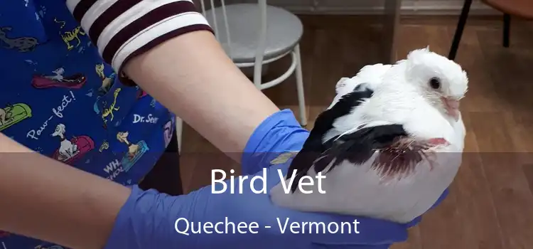 Bird Vet Quechee - Vermont