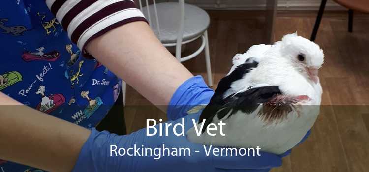 Bird Vet Rockingham - Vermont
