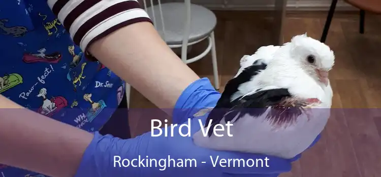 Bird Vet Rockingham - Vermont