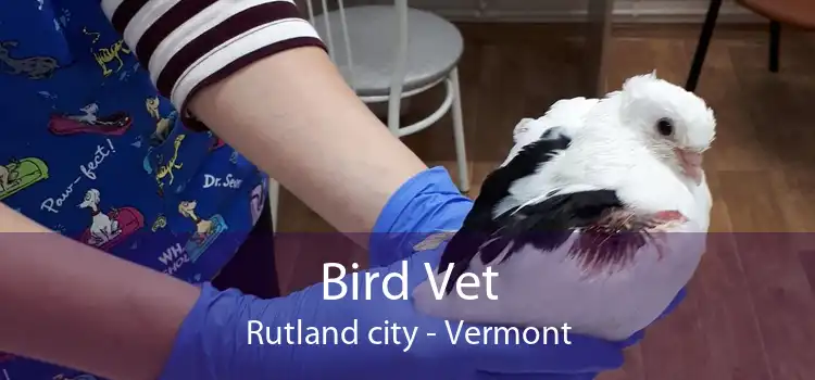 Bird Vet Rutland city - Vermont