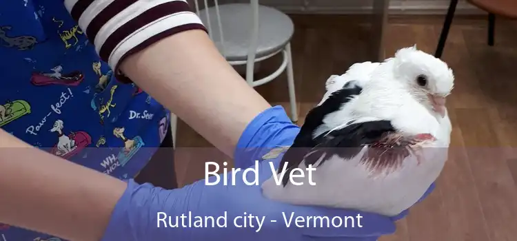 Bird Vet Rutland city - Vermont