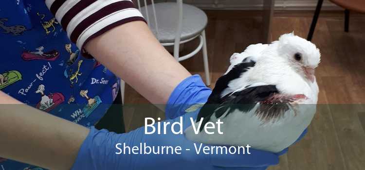Bird Vet Shelburne - Vermont