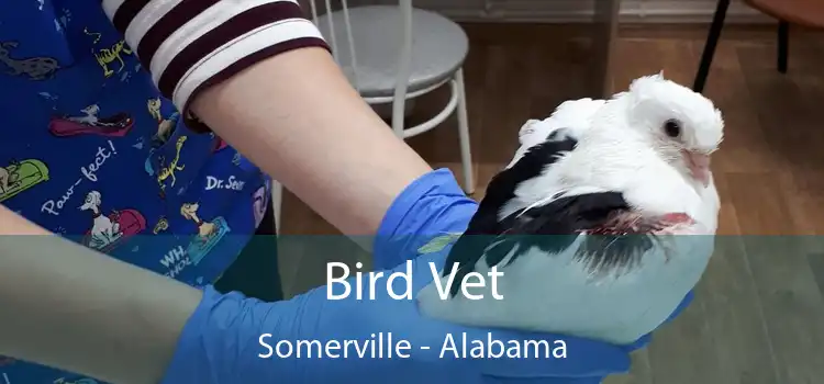 Bird Vet Somerville - Alabama